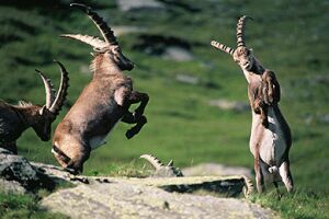 steinbock tauern nationalpark